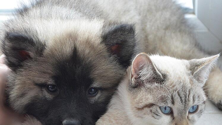 Hunde und Katzen tragen auch zum CO2-Ausstoß bei.