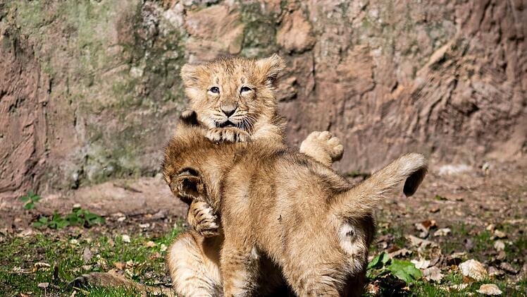 Schreck im Tiergarten N&uuml;rnberg: L&ouml;wenmutter rettet ihre Babys aus Wasser