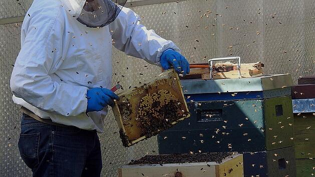 Imker mit Bienenschwarm