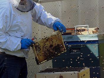 Imker mit Bienenschwarm