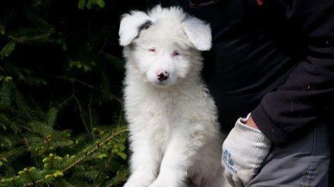 Flo heißt der kleine Kerl, der jetzt ins Tierheim Nürnberg gebracht wurde. Foto: Tierheim Nürnberg