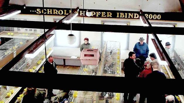 Im Saal des Gasthauses in Ibind werden die Tauben und Kleintiere ausgestellt.  Foto: pr