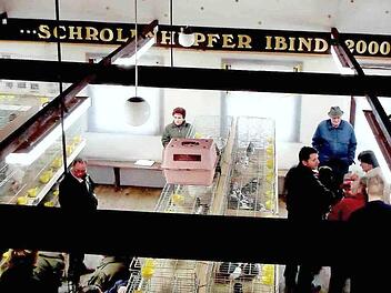 Im Saal des Gasthauses in Ibind werden die Tauben und Kleintiere ausgestellt.  Foto: pr