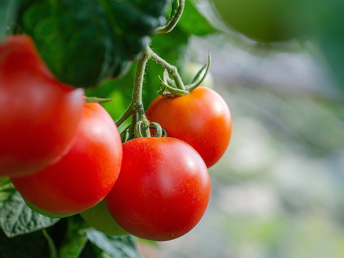 Indirekter Dnger fr deine Tomaten: Diese 2 Hausmittel sorgen fr einen  Wachstumsschub