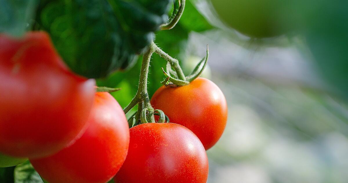 dünger tomaten Bio- Chili- Tomaten- Gemüsedünger main image 1