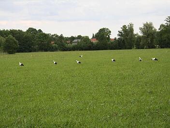 Sieben der 20 Störche, die in Bad Rodach Station gemacht haben, gingen Udo Rose vor die Linse. Foto: Udo Rose