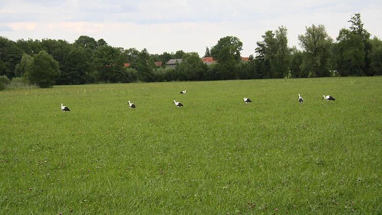 Sieben der 20 Störche, die in Bad Rodach Station gemacht haben, gingen Udo Rose vor die Linse. Foto: Udo Rose