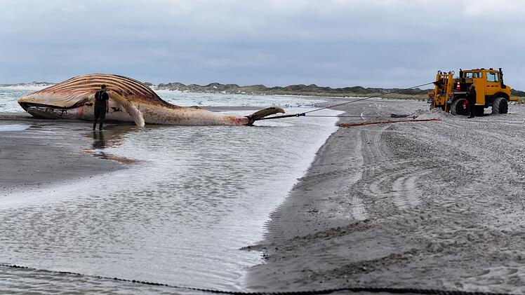 Toter Wal vor d&auml;nischer Insel Anholt
