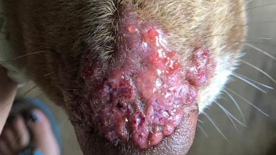 Lukes Schnauze zeigte erhebliche Verletzungen nach dem vermuteten Kontakt mit den Raupenhaaren auf. Foto: Carina Lang