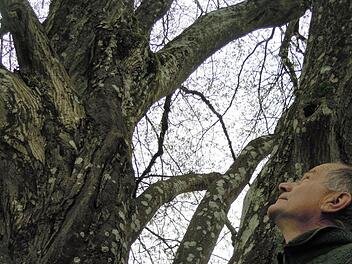 Robert Hildmann, Leiter der Schlossgärtnerei, vor der Eichenblättrigen Hainbuche, stattliche 150 Jahre alt und 20 Meter hoch. Das Besondere: Der Baum trägt zwei verschiedene Blätter.  Foto: Julia Raab