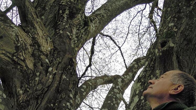 Robert Hildmann, Leiter der Schlossgärtnerei, vor der Eichenblättrigen Hainbuche, stattliche 150 Jahre alt und 20 Meter hoch. Das Besondere: Der Baum trägt zwei verschiedene Blätter.  Foto: Julia Raab