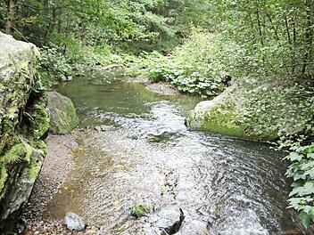 Der Zustand der Unteren Steinach ist als Lebensraum für Fische und Wasserpflanzen nach europäischem Bewertungsmaßstab in einem unbefriedigenden ökologischen Zustand. Das soll sich ändern: Das Gewässer wird saniert.