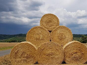 Ach, wenn man nur Stroh zu Gold spinnen könnte. Leider nicht wie im Märchen fühlen sich die Landwirte im Landkreis Haßberge. Sie fahren heuer beim Getreide gerade mal ein Drittel dessen ein, was sie in normalen Jahren ernten.Brigitte Krause