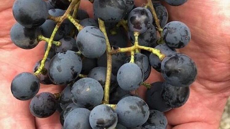 Süß und aromatisch sind die blauen Trauben.