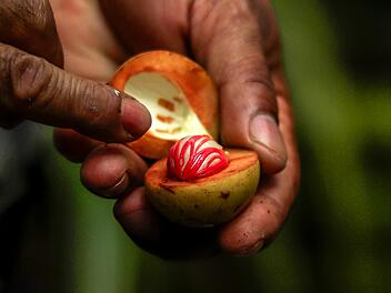 Die gefährlichsten Lebensmittel der Welt - hier droht der Tod
