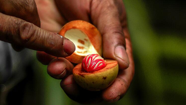 Die gefährlichsten Lebensmittel der Welt - hier droht der Tod