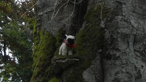 Das Wanderschaf an einem alten Baum. Foto: Joachim Rübel