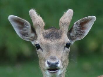 Ein Dam-Hirsch hat im Wildpark ein Mädchen umgestoßen. Die Zwei-Jährige war zur Beobachtung im Krankenhaus, ist aber bereits wieder entlassen. Der Wildpark hatte drei Tage geschlossen und öffnete am Donnerstag wieder. Foto: Anja Vorndran/Archiv