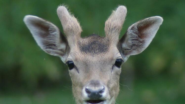 Ein Dam-Hirsch hat im Wildpark ein Mädchen umgestoßen. Die Zwei-Jährige war zur Beobachtung im Krankenhaus, ist aber bereits wieder entlassen. Der Wildpark hatte drei Tage geschlossen und öffnete am Donnerstag wieder. Foto: Anja Vorndran/Archiv