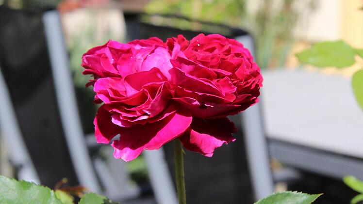 Im Garten der Hausmanns gibt es viel zu entdecken. Foto: Richard Sänger