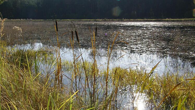 Der Aischgrund und seine typische Weiherlandschaft bieten viele idyllische Anblicke. Foto: Pauline Lindner