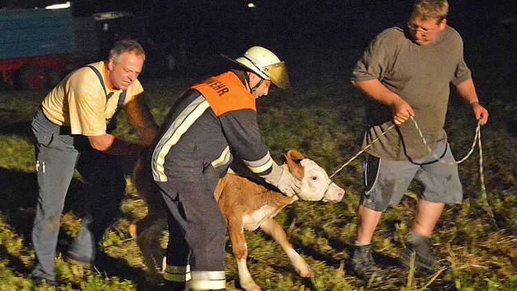 Freiwillige Helfer sorgten dafür, dass die bedrohten Tiere in Sicherheit gebracht wurden.