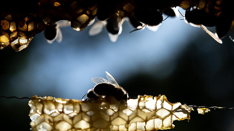 Bienen