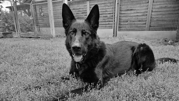 Tierheim Nürnberg: Schäferhund Apoll lag tot in seinem Zwinger