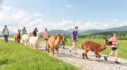 Tourismusverband Ostbayern e. V.: Plane deinen perfekten Familienurlaub im Bayerischen Wald