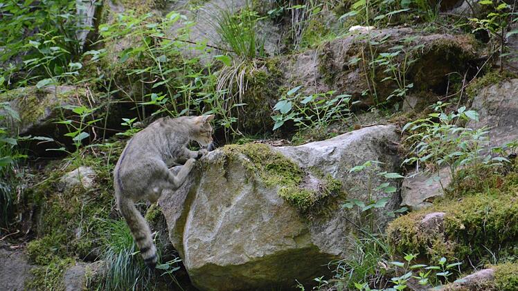Wildkater Django faszinierte bei der Fütterung. Typisch für eine Wildkatze sind die schwarze Schwanzspitze, die verwaschene Fellmaserung. Foto: Elisabeth Assmann