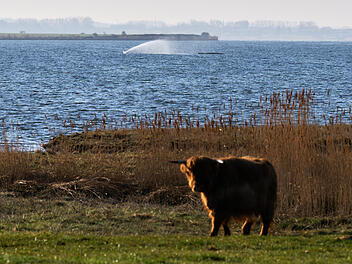 Buckelwal liegt weiter in Wismarer Bucht