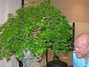Wie alt mag dieser Bonsai mit einem solch knorrigen Stamm sein, fragt sich dieser Besucher. Foto: Klaus Oelzner