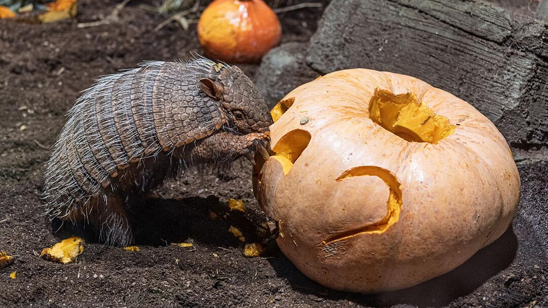 Halloween im Tierpark Hagenbeck