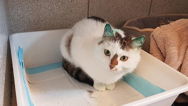 Tierheim Bamberg: Katze hat besonderes Fell - Streunerin wurde in Caf&eacute; gefunden