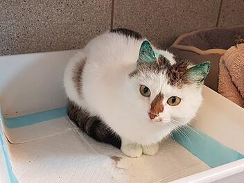 Tierheim Bamberg: Katze hat besonderes Fell - Streunerin wurde in Café gefunden