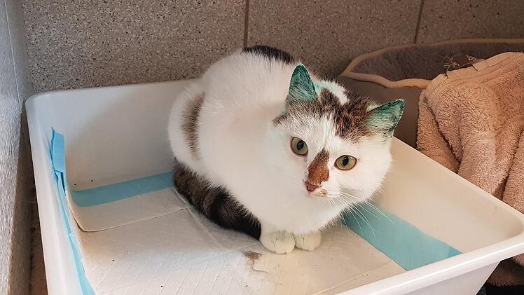 Tierheim Bamberg: Katze hat besonderes Fell - Streunerin wurde in Café gefunden