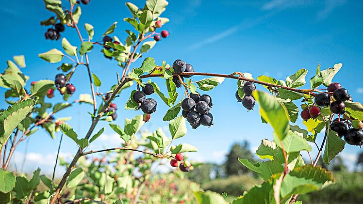 Vollreife Felsenbirnen h&auml;ngen an den Str&auml;uchern einer Plantage des Biohofs Schmitt bei Kleinsendelbach. Die dunkelvioletten Beeren werden derzeit geerntet.