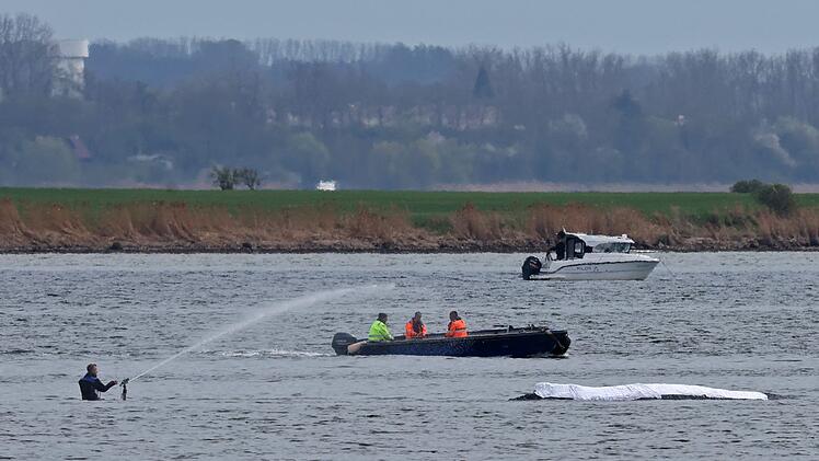 Rettungsaktion f&uuml;r den Buckelwal