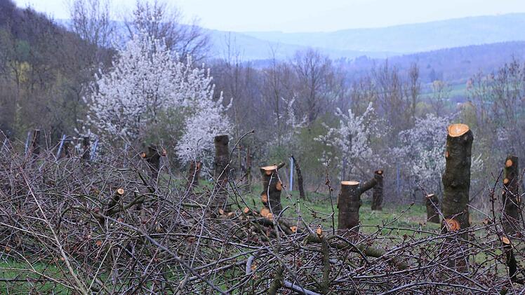 Sterbende Riesen Foto: Franz Galster