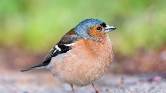 Ein kurioser Polizeieinsatz hat sich in Bremerhaven ereignet. Eine Seniorin war beunruhigt, weil sie dachte, ein kleiner Vogel w&uuml;rde auf ihrem K&uuml;hlschrank piepsen. Doch es war etwas ganz anderes. Symbolfoto: pixabay.com