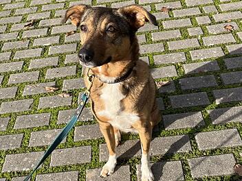 Tierheim Bamberg: Hündin Amy sucht Einzelplatz mit Hundeerfahrung