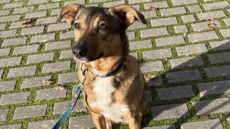Tierheim Bamberg: Hündin Amy sucht Einzelplatz mit Hundeerfahrung