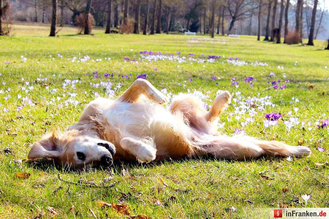Leserbilder: Sommerliches Franken im März