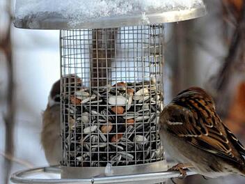 Drei Spatzen bedienen sich an einem Behälter mit Vogelfutter. Foto: Carsten Rehder/dpa