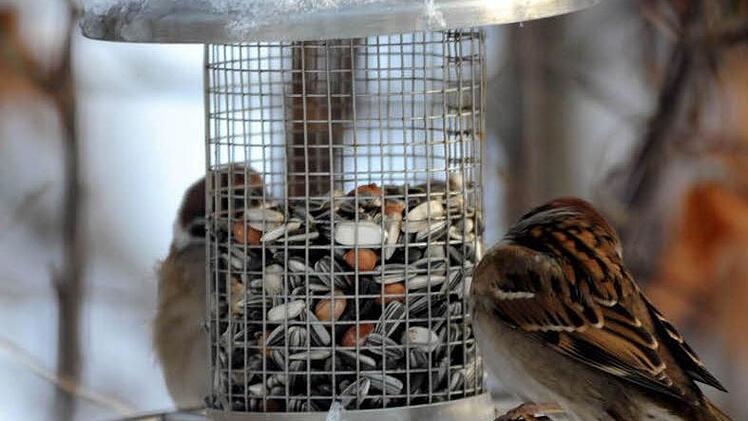 Drei Spatzen bedienen sich an einem Behälter mit Vogelfutter. Foto: Carsten Rehder/dpa