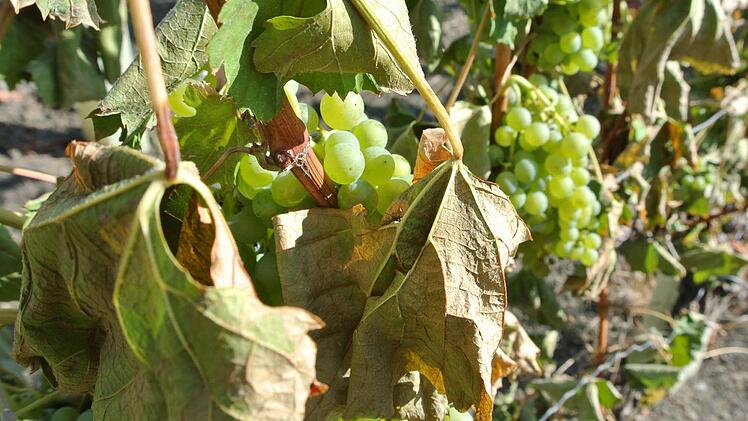 Die Trauben sind prall und gesund, der Rebstock ist tot. Ein Unbekannter hat zwischen Zeil und Haßfurt eine Tat begangen, die man eigentlich gar nicht richtig beschreiben kann. Wieviel Wut und Hass muss da eriner haben, wenn er sich in der Nacht hinstellt und Rebe für Rebe zersägt? Das dauert ja auch eine Weile.
