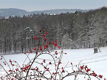 Die Hagebutte in der Winterlandschaft auf den Höhen der Haßberge zwischen Haßfurt und Ebern  Foto: Günther Geiling