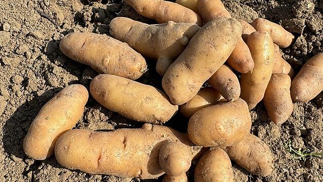 Bamberg: Was das "Bamberger H&ouml;rnla" so besonders macht und wo du es findest