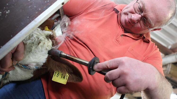 Mindestens 500 Grad ist der Brennstab heiß, mit dem Erwin Schwarz das Kalb enthornt. Fotos: Jan Koch