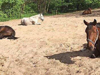 Die Pferde sind gefährdet. Die Zecke wird von selbst aktiv und springt sehr schnell meterweit. Foto: Petra Malbrich